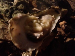 Fresh from the fire.